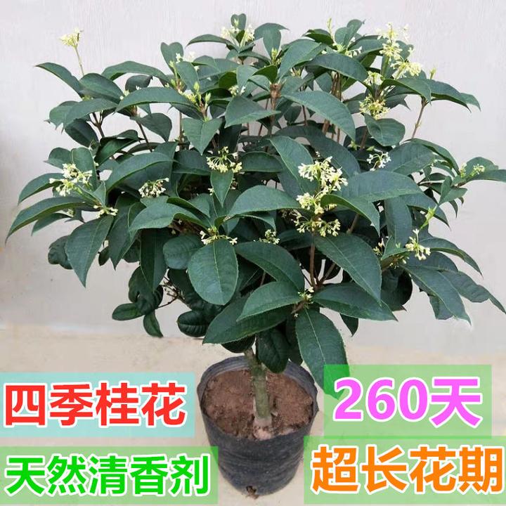 正宗桂花花卉盆栽月月桂花树苗盆栽花卉客厅阳台室内庭院桂花盆栽