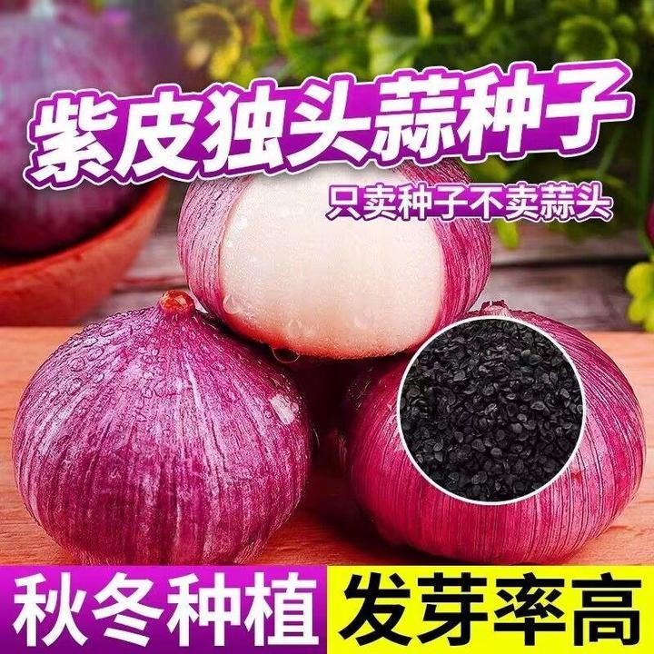 【我老家】云南正宗干蒜紫皮独头红皮大蒜蒜独头蒜种籽