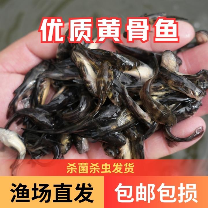 【活体】黄骨鱼 黄颡鱼（2-7cm）观赏鱼淡水鱼冷水鱼