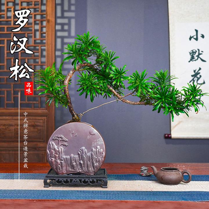 【迎客罗汉松】造景盆栽室内茶台办公室四季常青禅意好养活别墅绿植