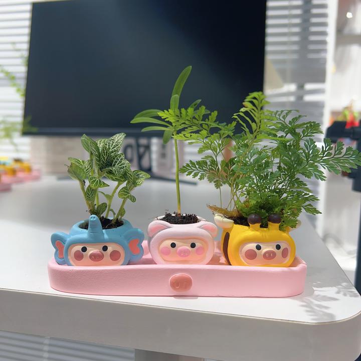 猪猪白天使罗汉松狼尾蕨室内好养创意盆栽桌面迷你绿植