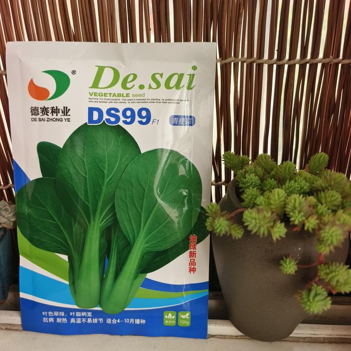 德赛种业德赛夏至青梗菜种子耐热小青菜耐热耐湿高产