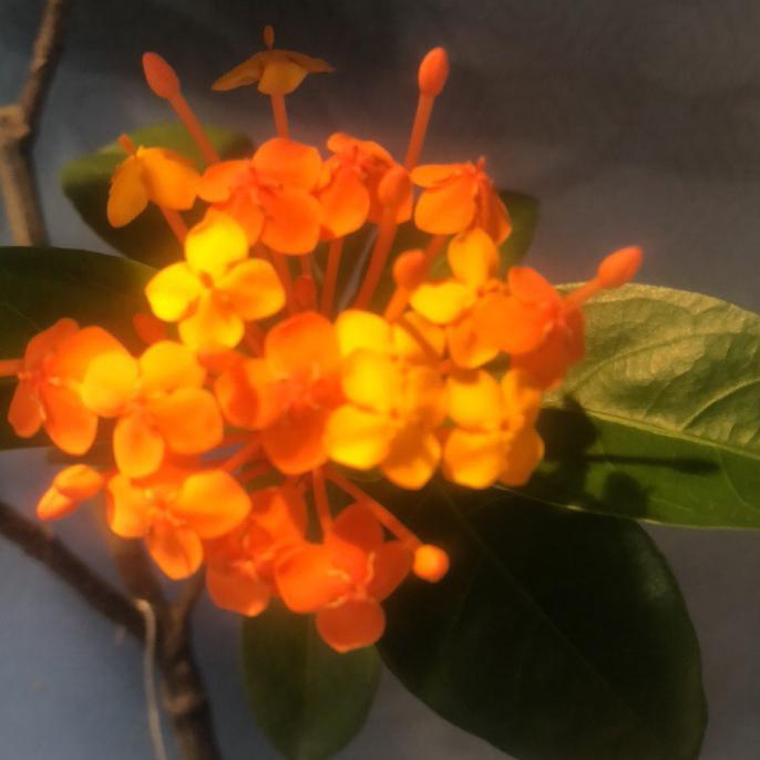 海岛龙船花（一物一拍）以实物为准