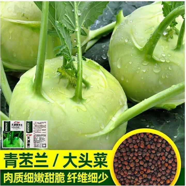 四季水果苤兰种子蔬菜良种翠玉青苤蓝菜球有机皮兰蔬菜种子