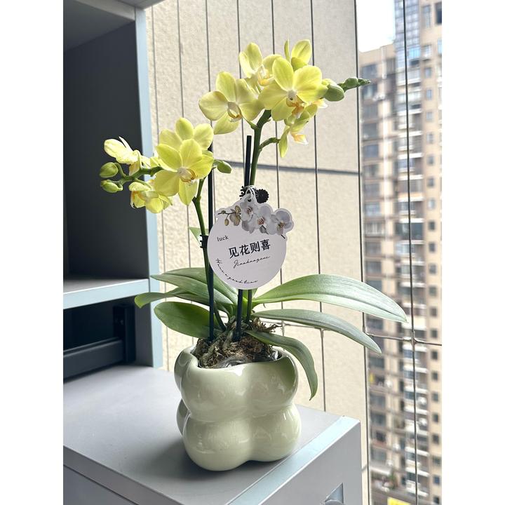 拉巴斯蝴蝶兰盆栽盆景室内客厅办公室桌面观花趣味花卉绿植好养