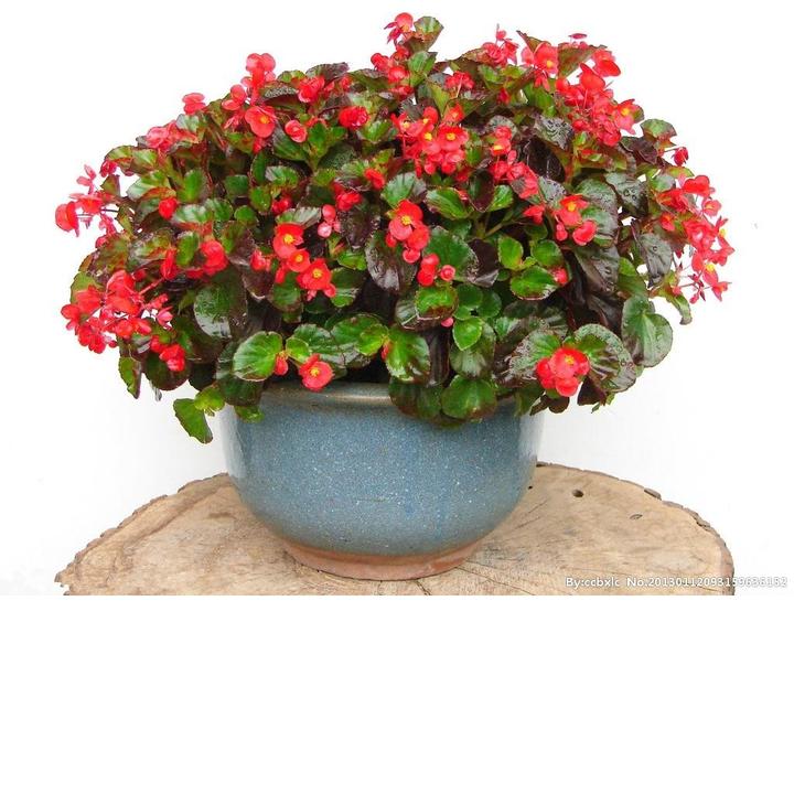 四季开花海棠玻璃翠盆栽四季开花重瓣带花发货室内包邮