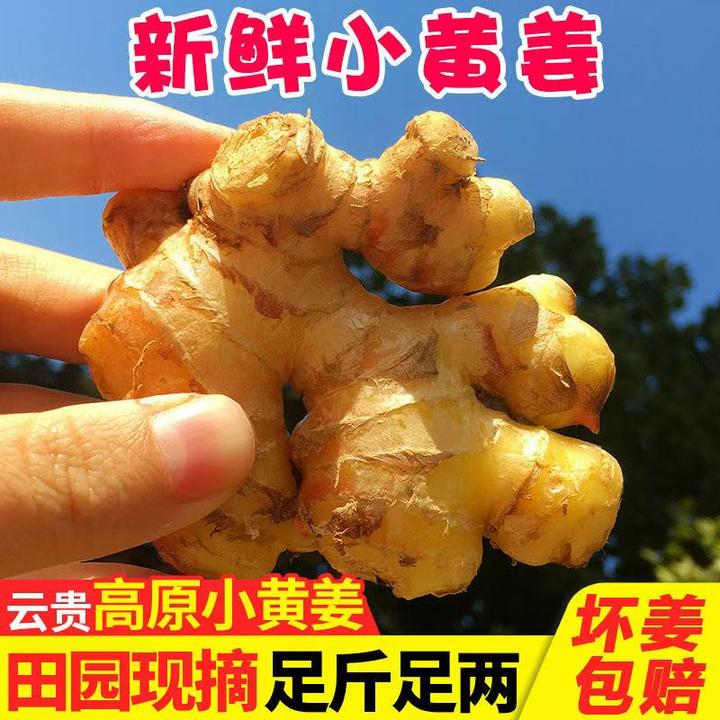 【产地直发】正宗老黄姜老姜批发正宗高山种植蔬菜新鲜现挖辛辣整箱