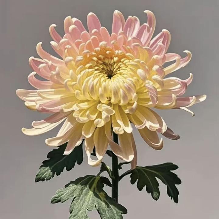 【重瓣大菊花种子】四季种植盆栽地栽阳台小院种植