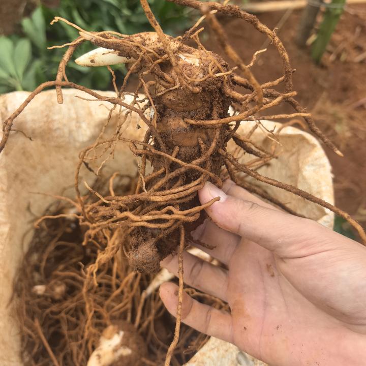 新鲜现挖重楼正品云南滇重楼七叶一枝花