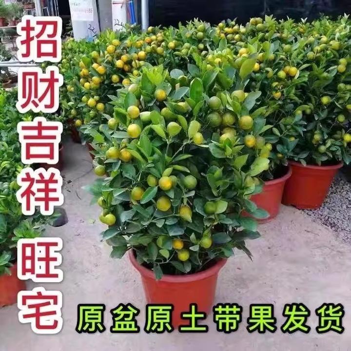 金桔树盆栽年宵花年桔盆景耐寒四季桔可食用室内阳台门口四季开花