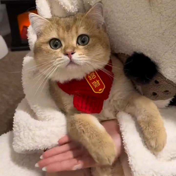 【中国风】猫咪狗宠物围脖针织保暖红色围巾 好寓意创意手工围脖