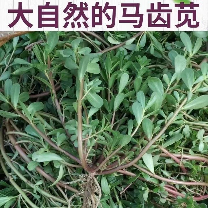 春季必种】马齿笕种籽食用长寿菜马齿菜马齿苋种子新产野菜种子庭