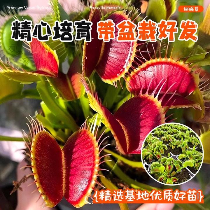 超大捕蝇草盆栽猪笼草茅膏菜食虫绿植物水培趣味驱蚊食人花捕虫草