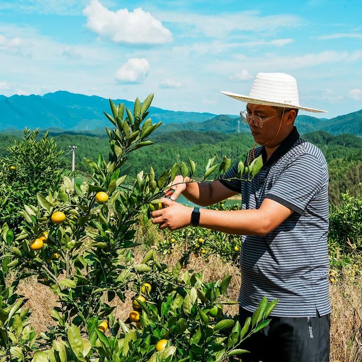 （天天观察选品）雪峰蜜桔洞口雪峰蜜桔早熟5-10斤包邮