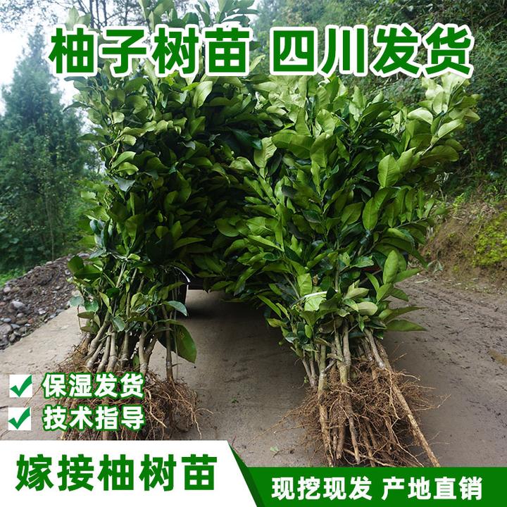 纯正南方蜜柚柚子树苗农业琯溪蜜柚苗原产地柚子嫁接苗结果树常绿