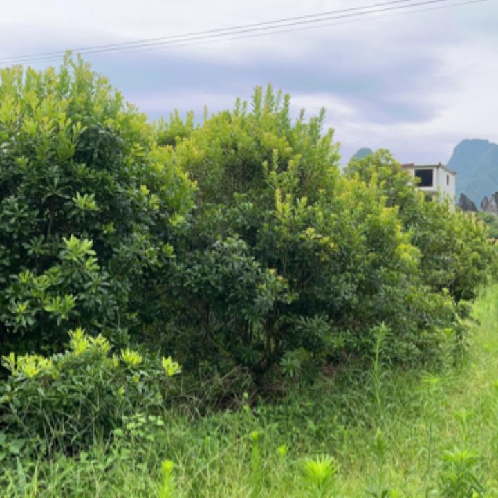 东魁杨梅四季常青有惊喜多多