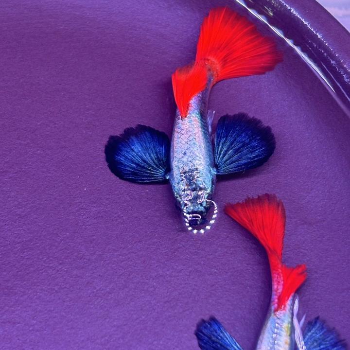 白金象耳孔雀鱼观赏斑马鱼小鱼热带鱼淡水鱼观赏鱼