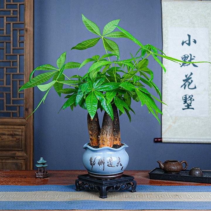 开店发财树室内好养护桌面盆栽懒人新手花卉绿植物观叶耐旱