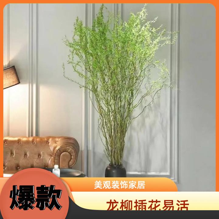 桃花枝水培植物红梅干枝带花苞水养鲜切花卉盆栽耐寒易活真花大全