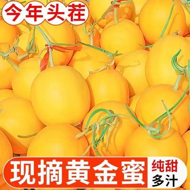 正宗黄河蜜瓜黄皮脆甜黄金蜜瓜香瓜产地直发当季水果