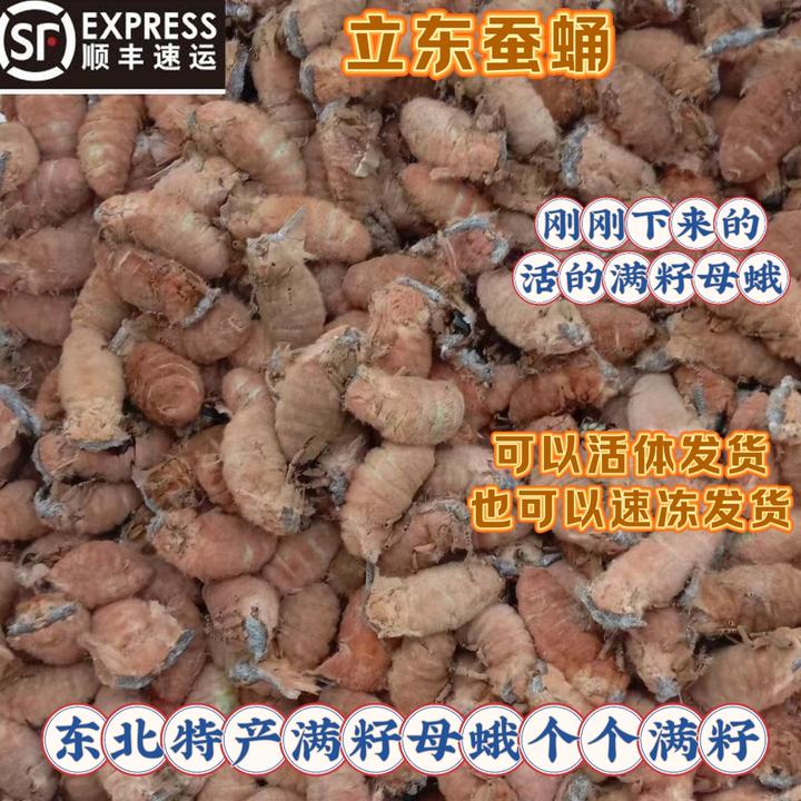 辽宁凤城东北柞树满籽母蛾一斤90个左右 半斤一斤二斤三斤