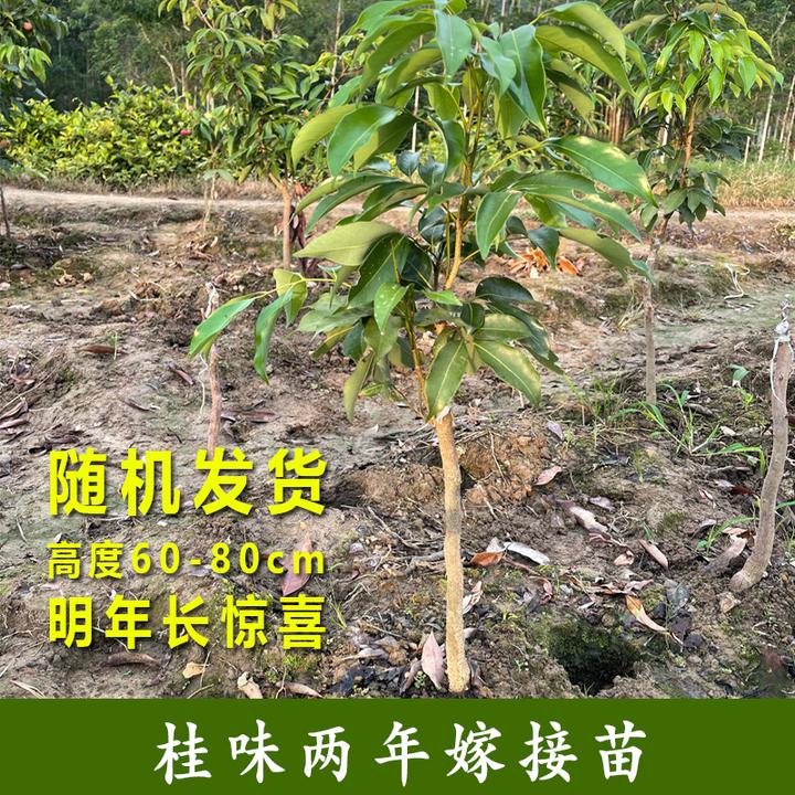 【随机发货】高度50-70cm桂味植物品种