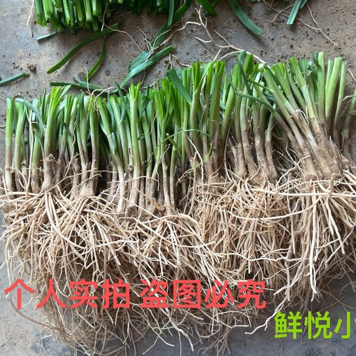 [头茬新根]山东头年紫根红根韭菜苗宽叶韭菜根现挖现发盆景阳台