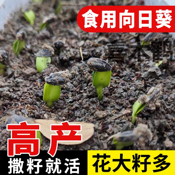 大粒黑食用向日葵种子种孑葵花板葵四季盆栽观赏春夏播种籽葵花籽