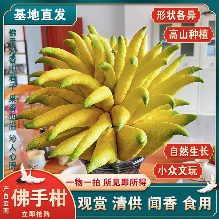 【一物一拍】云南新鲜佛手柑基地直发水培果观赏把玩闻香食用