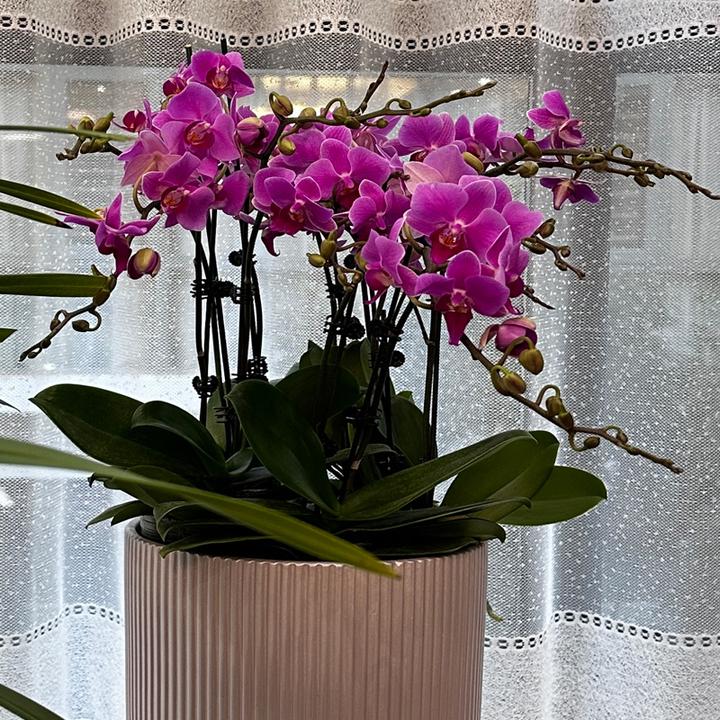 蝴蝶兰粉珠帘带花剑带花苞蝴蝶兰发货红色系小花型室内盆栽