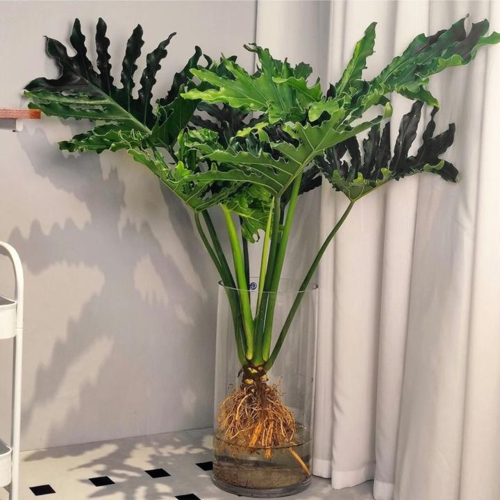 老桩110-150cm龙鳞春羽大盆栽室内外四季常绿好养水培观叶绿植