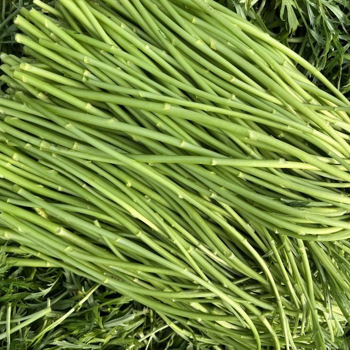 苏北特色鲜嫩现摘新鲜蔬菜芦蒿炒肉去叶切根蔬菜