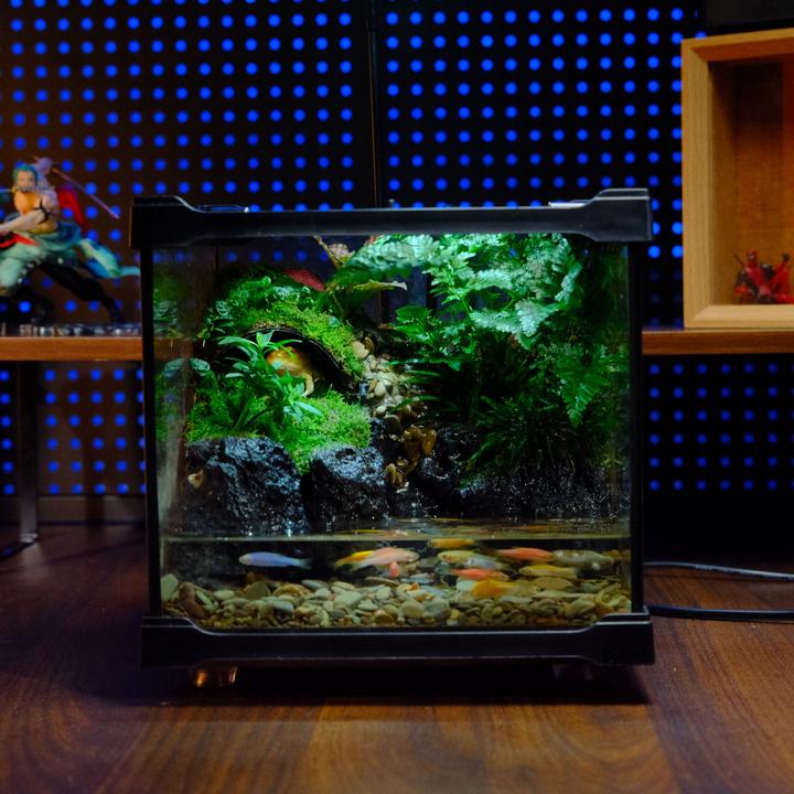【探险森林】成品创意生态景观缸流水造景办公桌苔藓绿植盆景