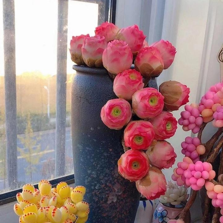 【山地玫瑰】水蜜桃山地玫瑰酒杯多肉植物群生多头老桩花卉绿植