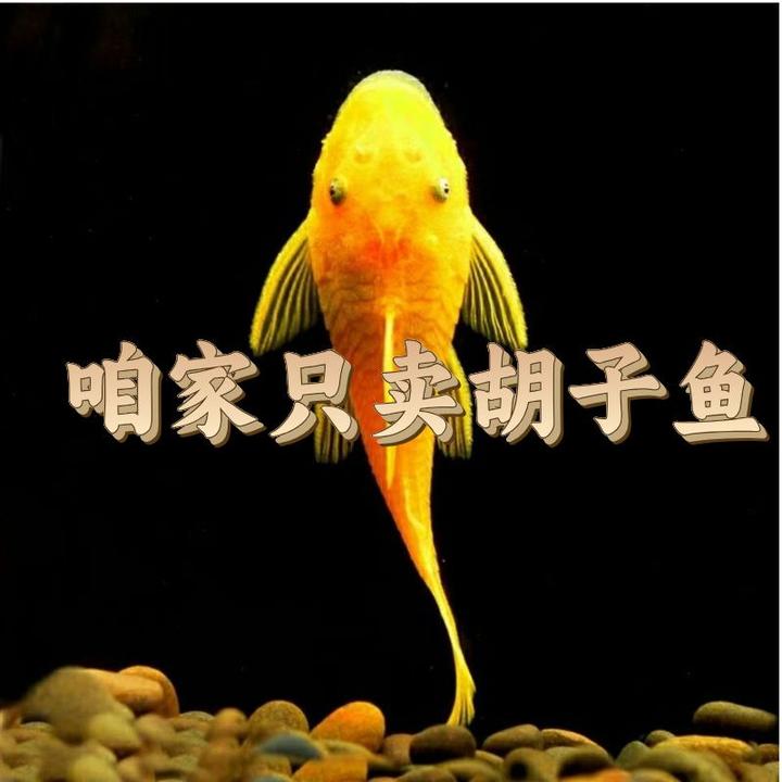 黄金黄金大帆工具清藻养黄金大包邮黄金除藻工具鱼黄金胡子鱼