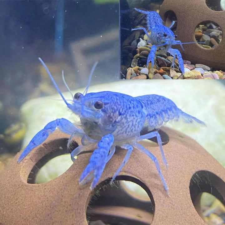 观赏虾观赏鳌冷水观赏宠物苗活体淡水鳌虾