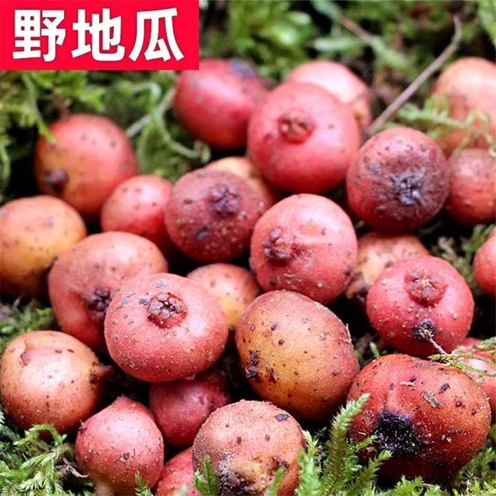 野地瓜果子地瓜野生小四川新鲜水果地现货石榴果儿时零食顺丰枇杷