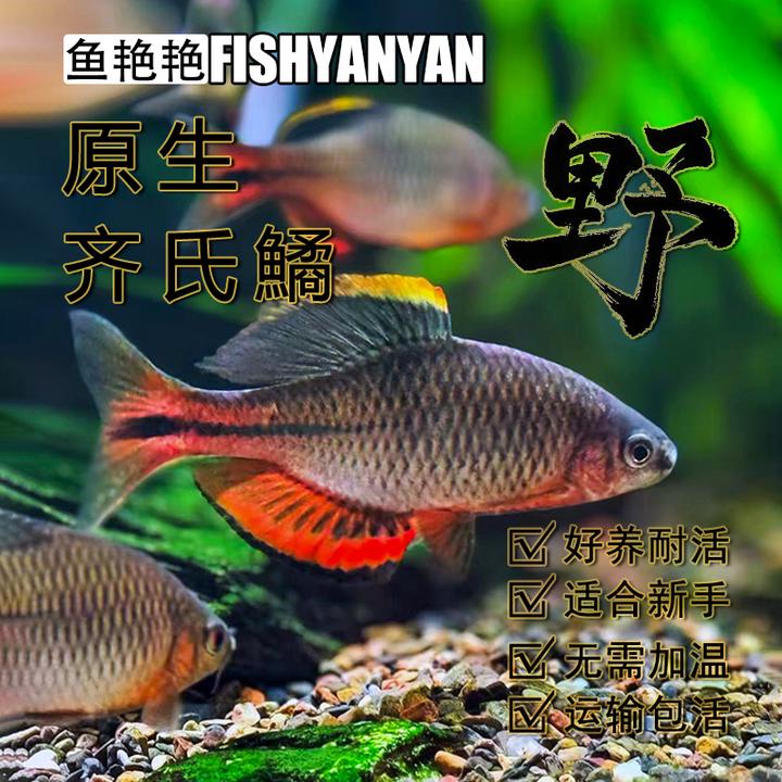 溪流缸景群游原生鳑鲏鱼广东齐氏鱊小型冷水鱼好养耐活淡水观赏鱼