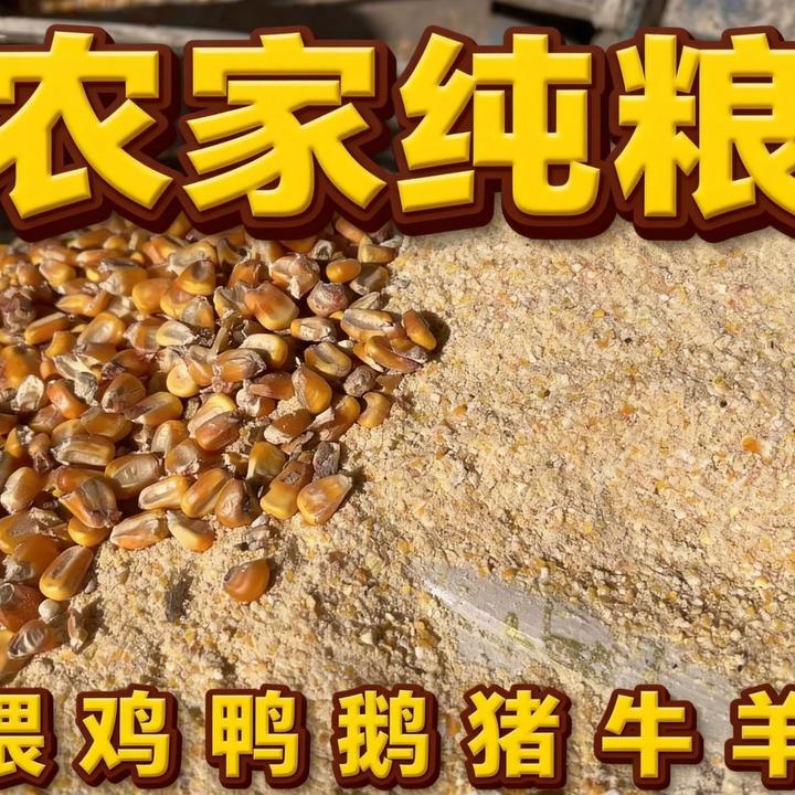 农村现磨纯粮优质玉米碎喂鸡鸭鹅猪牛羊无任何一粒发霉颗粒