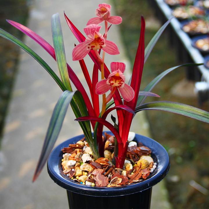 建兰铭品红草红荷带花苞室内好养易活开花浓香绿植盆景花卉兰花草