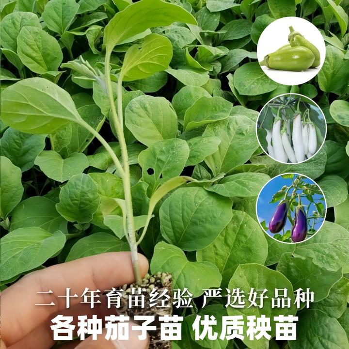 茄子秧苗大量种植批发阳台庭院高产茄子苗四季盆栽紫红长茄子苗