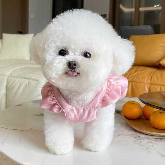 宠物衣服夏季新款韩系飞袖公主裙泰迪比熊狗狗猫咪薄款牵引扣衣服