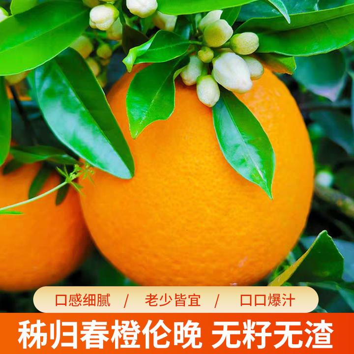 梦三峡秭归伦晚春橙新鲜时令水果现摘甜橙农家自种手剥橙子应当季