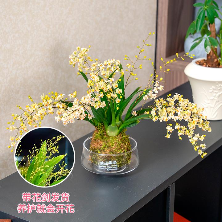 冬带花苞梦香文心兰金黄色花苔藓球室内客厅茶几耐寒年宵花