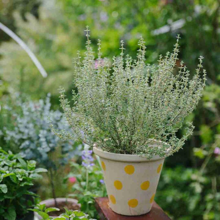 云南盆栽阔叶/金边/柠檬百里香迷迭香可食用芳香绿植