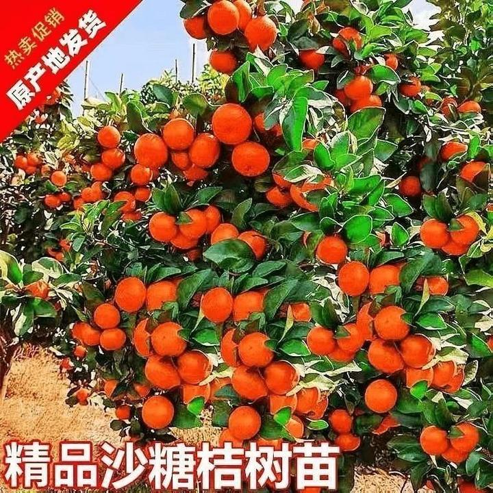 正宗嫁接沙糖桔树苗盆栽地栽阳台庭院当年爆果