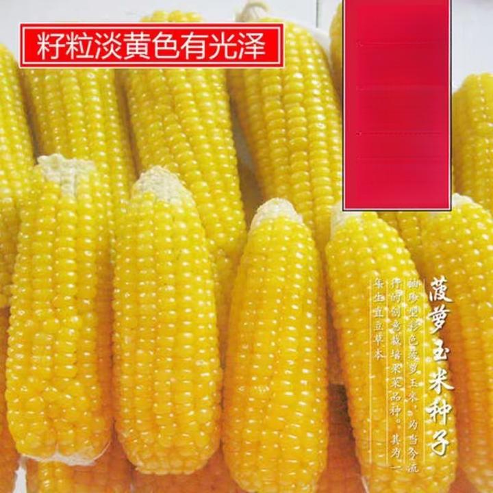 菠萝玉米种子可生食拇指甜香糯玉米种籽春播阳台庭院蔬菜玉米种子