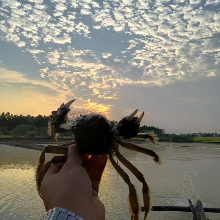 鑫达生态固城湖螃蟹3.5两母4.5两公4对8只装大闸蟹