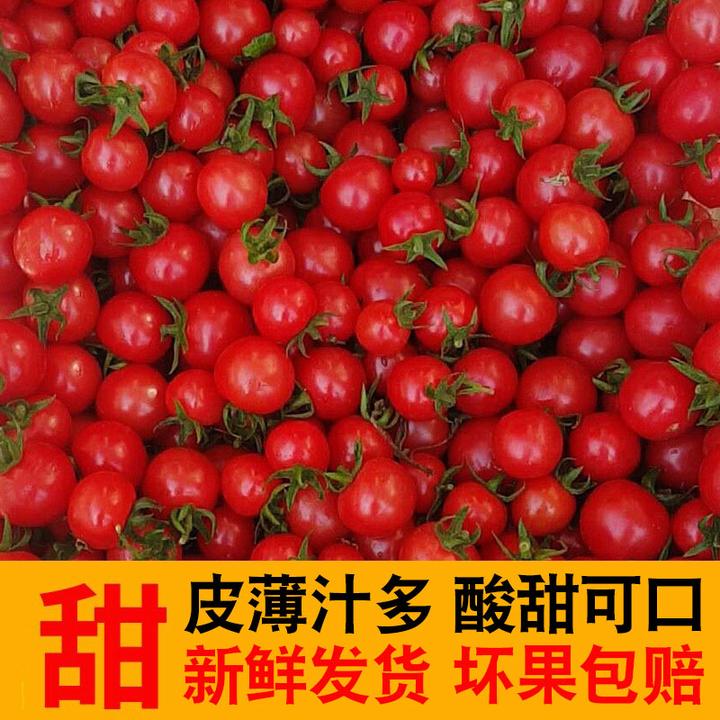 山东千禧6号番茄新鲜现摘酸甜多汁小番茄水果1斤3斤5斤
