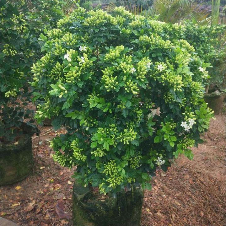 九里香盆栽盆景老桩浓香四季绿植七里香树苗室内开花好养花卉驱蚊